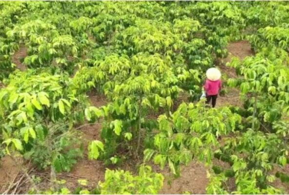phân bón giả gây hệ lụy nghiêm trọng cho cây trồng