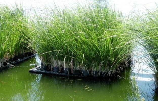 thảm thực vật góp phần chống xói mòn đất