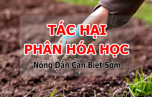 Tác hại phân bón hóa học lên đất trồng