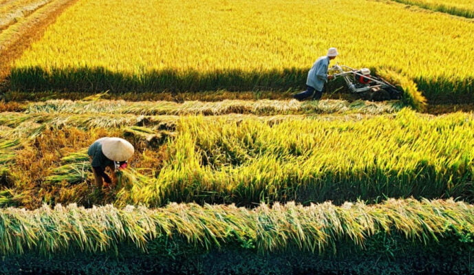 Nông nghiệp Việt Nam còn yếu