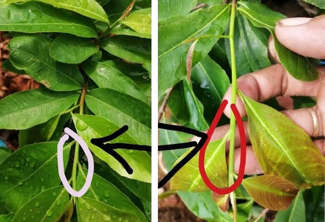 Cây bị ngộ độc thuốc bảo vệ thực vật | Cách giải quyết tốt nhất