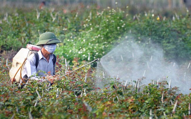Cây bị ngộ độc thuốc bảo vệ thực vật | Cách giải quyết tốt nhất