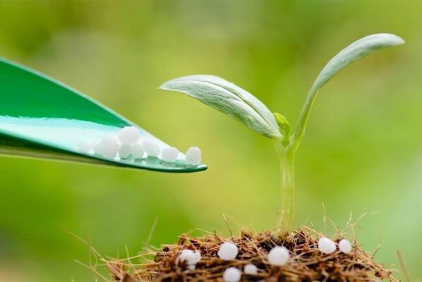 Lợi ích khi sử dụng phân bón lá đúng cách 1