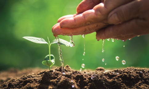 Nông nghiệp Hữu Cơ an toàn cho đất trồng, cây trồng
