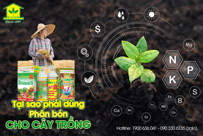 Balaxanh | Cung cấp phân bón hữu cơ cho cây trồng hiệu quả