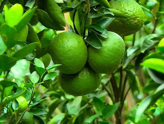 Vườn cam canh tác hữu cơ cho năng suất cao