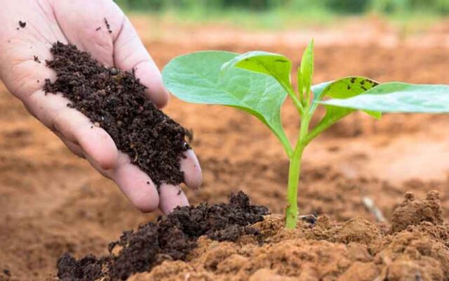 Lợi ích của Phân bón hữu cơ