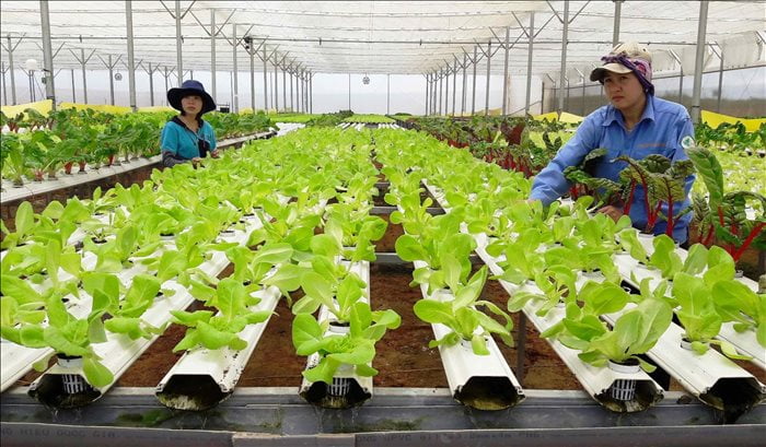 Chuyển hướng sản xuất nông nghiệp hữu cơ | Báo Dân tộc và Phát triển