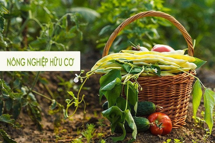 Nông nghiệp hữu cơ - Sự phát triển bền vững mọi thời đại - Nextfarm