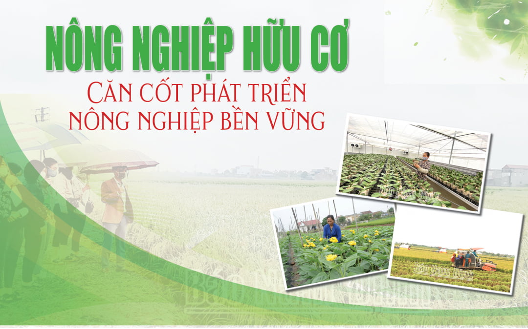 Nông nghiệp hữu cơ - Căn cốt phát triển nông nghiệp bền vững - Báo Nam Định điện tử
