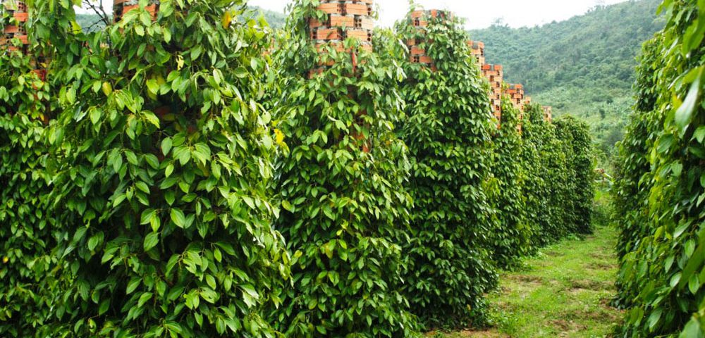 Quy trình kỹ thuật trồng và chăm sóc cây hồ tiêu - TraceVerified