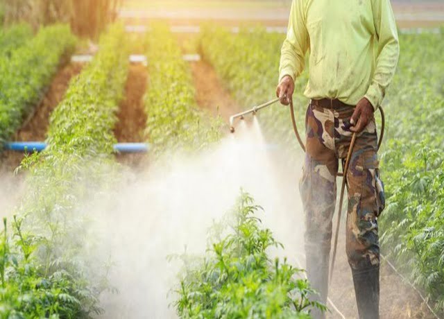 Phân Bón Lá Là Gì? Các Loại Phân Bón Lá Và Cách Sử Dụng Hiệu Quả