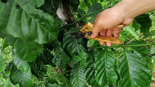 Hướng dẫn kỹ thuật cắt tỉa cành cho cây cà phê | Báo Dân tộc và Phát triển