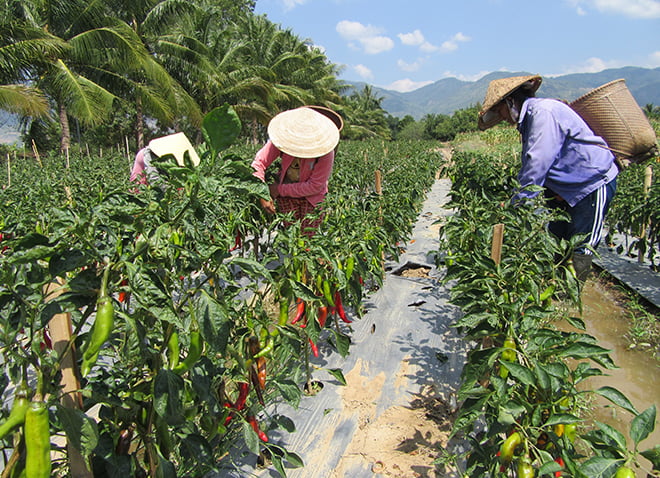 Kỹ thuật trồng và chăm sóc cây ớt | baotintuc.vn