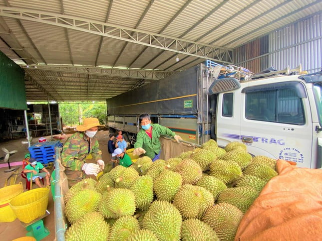 Sản lượng tăng đột biến, thủ phủ sầu riêng tiêu thụ ra sao giữa mùa dịch?